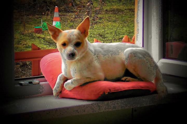 Darují psa - foto 4